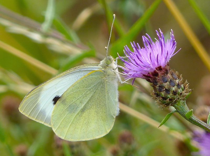 Large White Butterfly on Common Knapweed