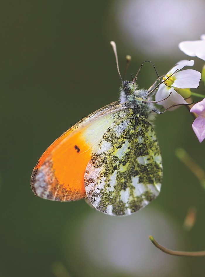 Orange-tip butterfly