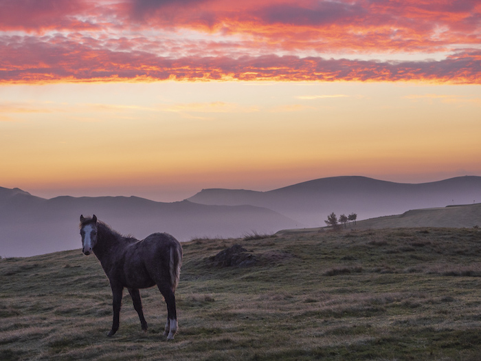Dawn pony - Long Mynd