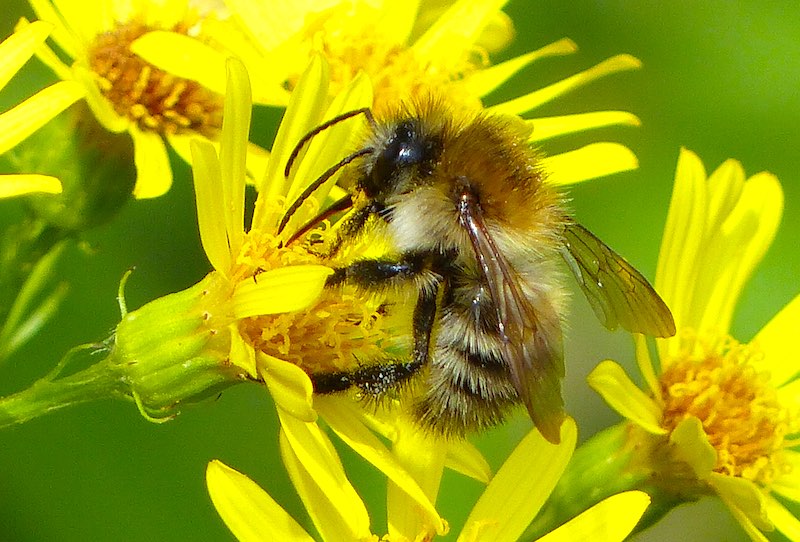 Common carder bee 