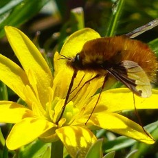 Jo’s Mini Meadow 2 – Our Beautiful and Vital Insects