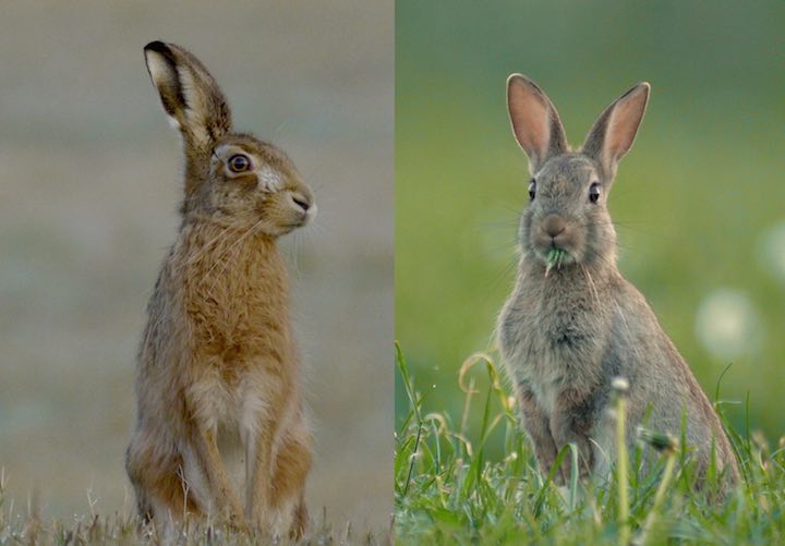 hare and rabbit