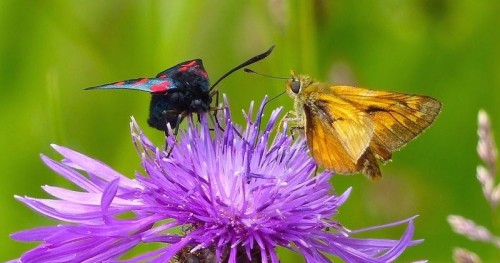 Six Spot Burnet Moth and a Large Skipper Butterfly on Common Knapweed