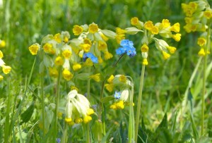 Forget-me-nots and Cowslips