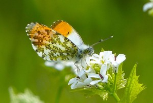 Male Orange-tip butterfly