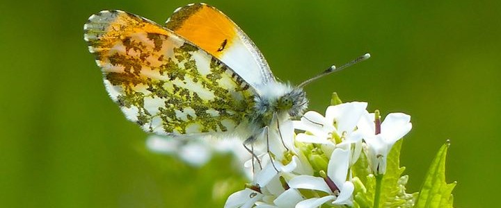Male Orange-tip butterfly