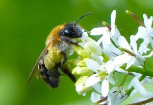 Andrena Solitary Bee