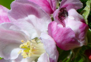 Spider devours a fly in apple blossom