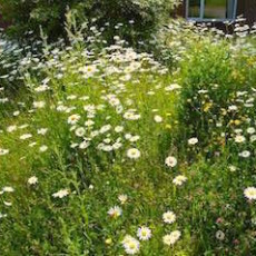 The meadow in it's third year