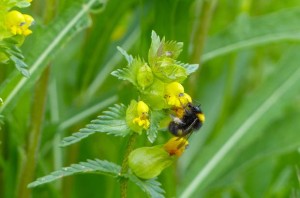 Bumblebee on Yellow Rattle