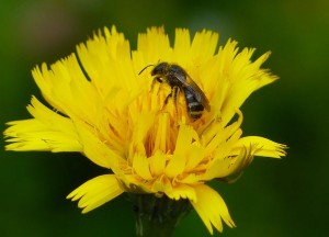 Solitary Bee