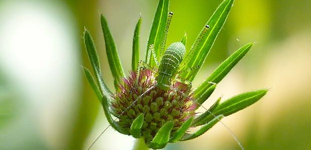 Speckled Bush Cricket nymph