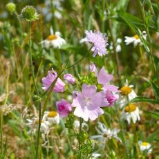 Musk Mallow and Field Scabious