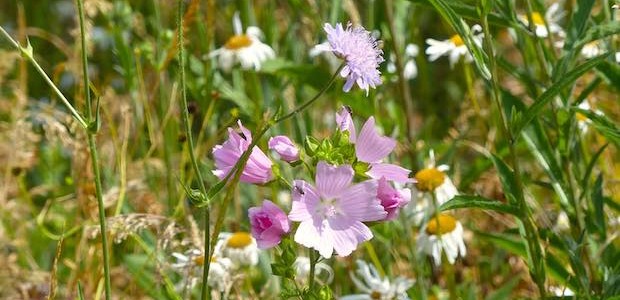 Musk Mallow and Field Scabious