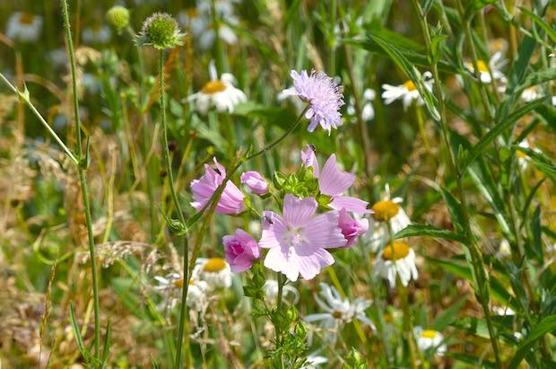 Musk Mallow and Field Scabious