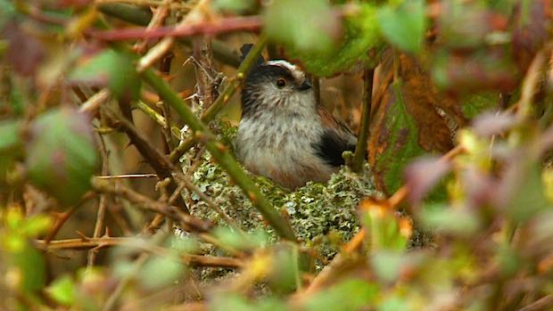Long-tailed Tit nesting in brambles