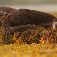 otters sleeping