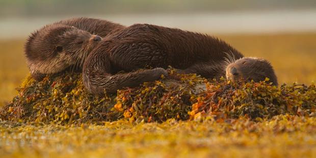 otters sleeping