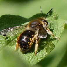 Wool carder bee