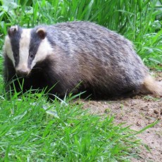 A Passion for Badgers: One of Britain’s Youngest Wildlife Watchers Goes Wild Nearby