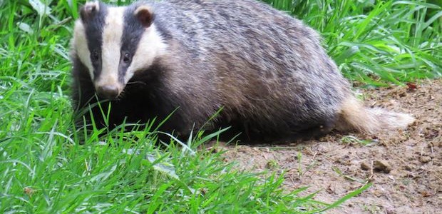 A Passion for Badgers: One of Britain’s Youngest Wildlife Watchers Goes Wild Nearby