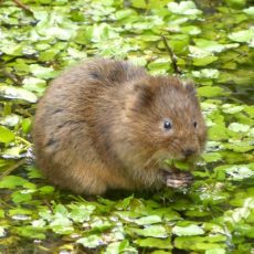 How to Save the Water Vole: A Neighbourly Guide