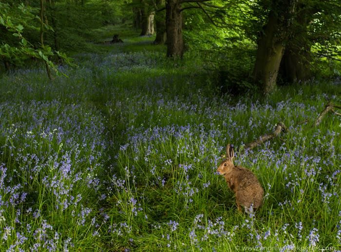 Hare in a bluebell wood