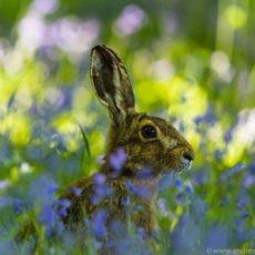 Brown hare in bluebell wood