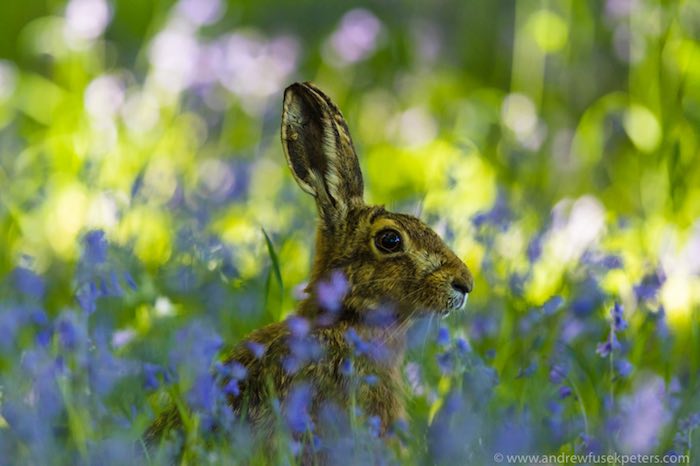 Brown hare in bluebell wood