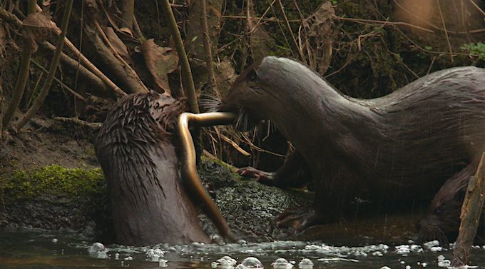 Otters squabble over an eel.