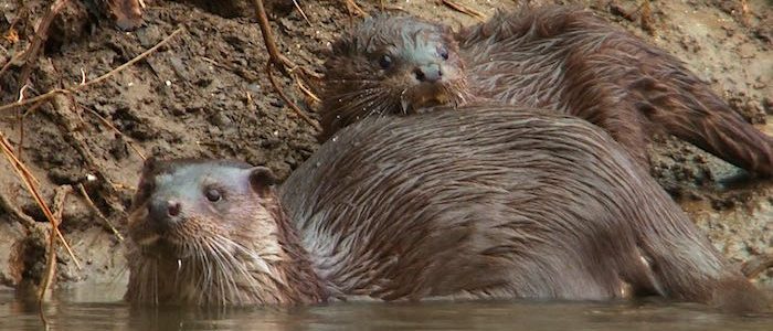Otter and cub