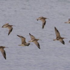The Importance of Curlews: Dream Big