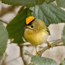 How to Rescue a Goldcrest or Any Bird That Hits a Window