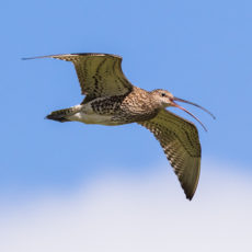 curlew in flight