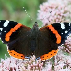 For the Love of Butterflies – A Poet Goes Wild Nearby