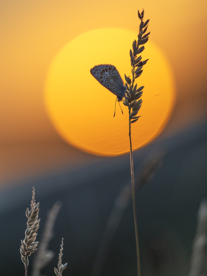 Female Common blue at sunset