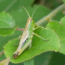 The Wonder of Stridulating Orthoptera in Summer Meadows