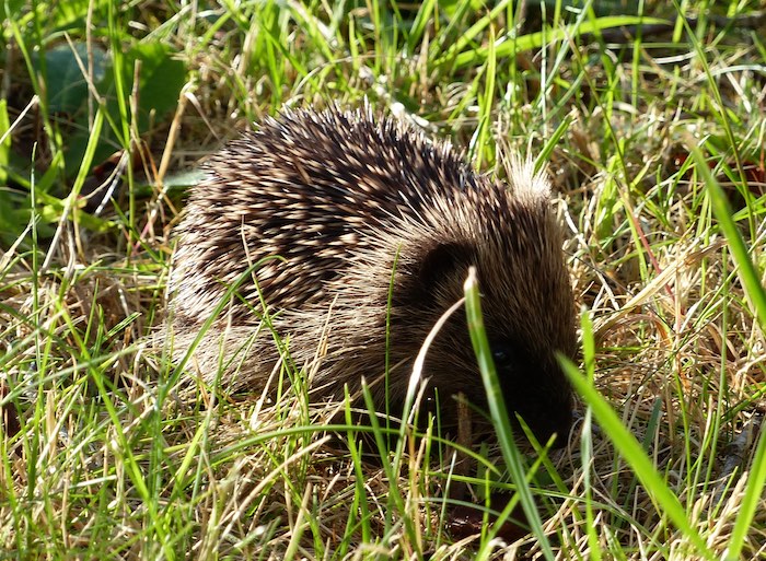 young hedgehog in grass