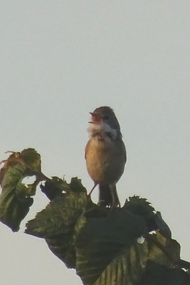Bird on branch