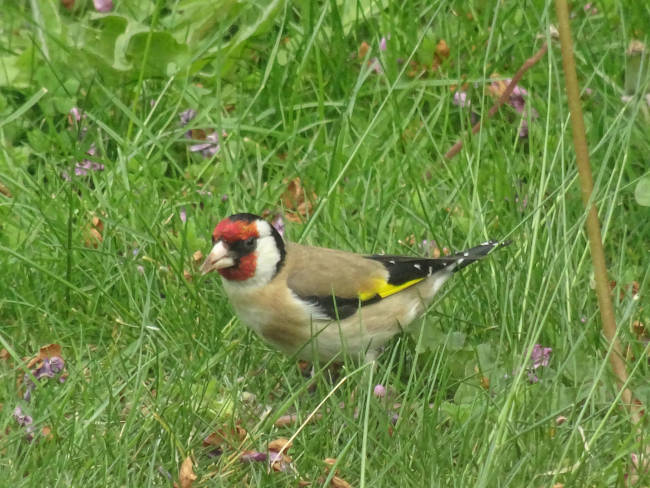 Goldfinch on lawn